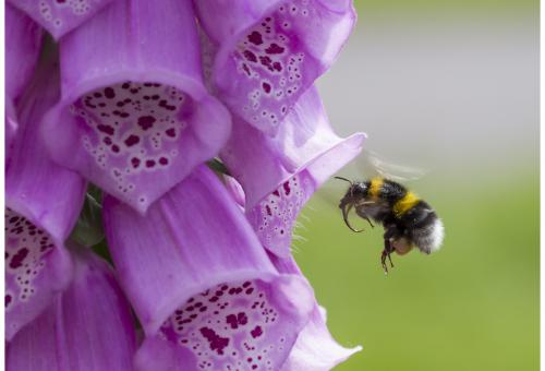 A honey bee entering a purple foxglove flower